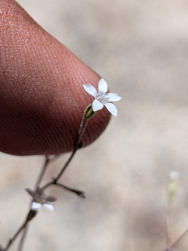 El Paso gilia (Gilia mexicana)