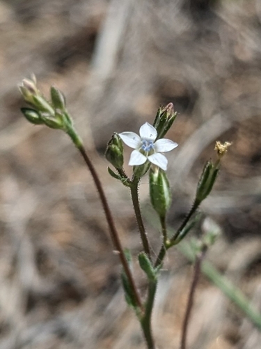 El Paso gilia (Gilia mexicana)