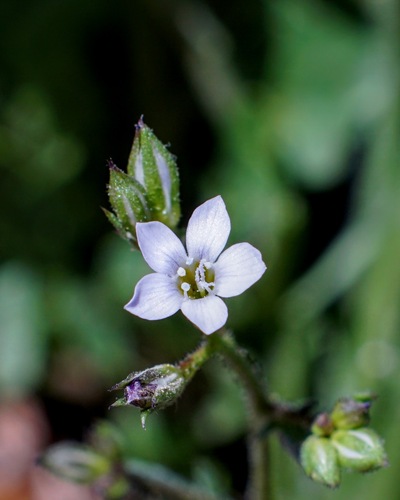 El Paso gilia (Gilia mexicana)