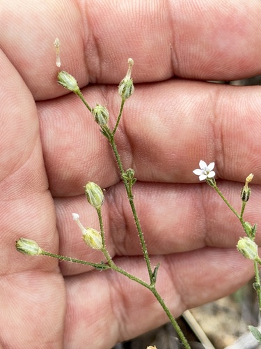 El Paso gilia (Gilia mexicana)