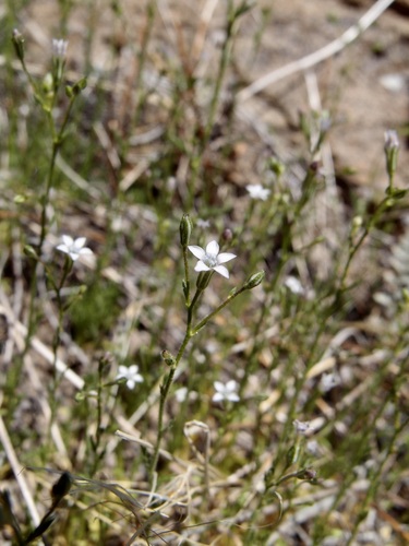 El Paso gilia (Gilia mexicana)