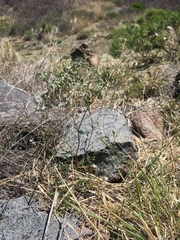 El Paso gilia (Gilia mexicana)