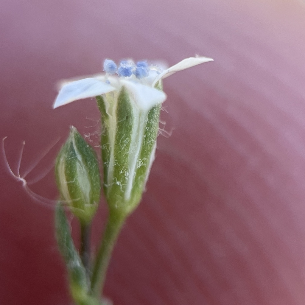 El Paso gilia (Gilia mexicana)