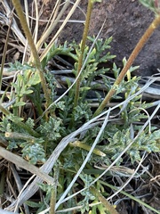 El Paso gilia (Gilia mexicana)