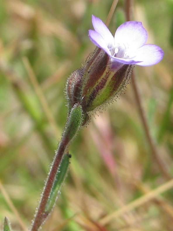 Manyleaf gilia: Gilia millefoliata about 100 meters NW of Abbotts Lagoon parking lot, Point Reyes National Seashore (Marin County, California, US). "Photos copyrighted as, "Rob