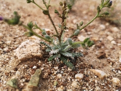 Modoc gilia (Gilia modocensis)