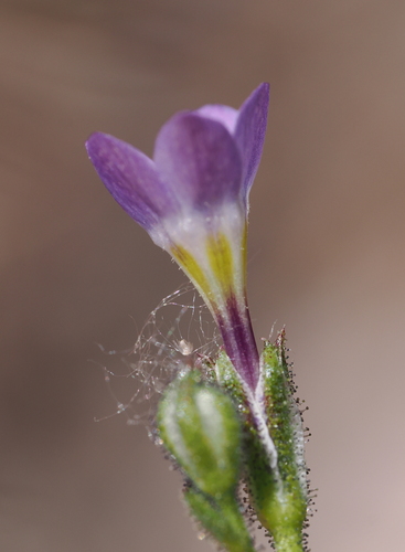 Modoc gilia (Gilia modocensis)
