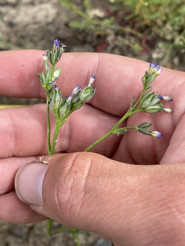 Modoc gilia (Gilia modocensis)