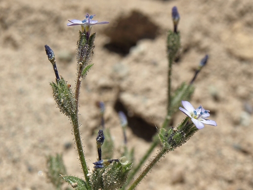 Modoc gilia (Gilia modocensis)