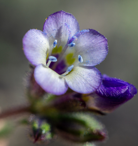Modoc gilia (Gilia modocensis)