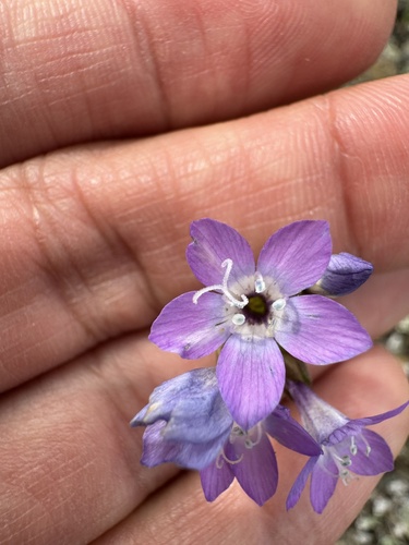 Nevin's gilia (Gilia nevinii)