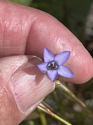 Nevin's gilia (Gilia nevinii)