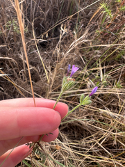 Nevin's gilia (Gilia nevinii)