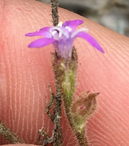 Nevin's gilia (Gilia nevinii)