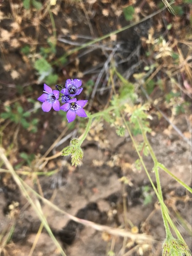 Nevin's gilia (Gilia nevinii)