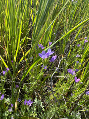 Nevin's gilia (Gilia nevinii)