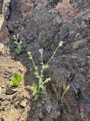 Nevin's gilia (Gilia nevinii)
