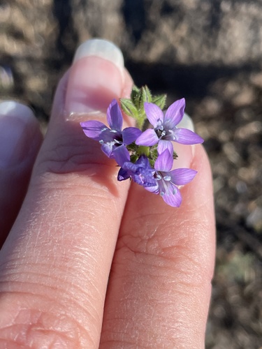 Nevin's gilia (Gilia nevinii)