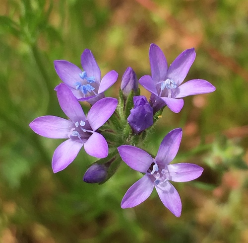 Nevin's gilia (Gilia nevinii)