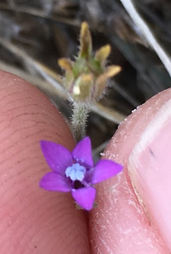 Nevin's gilia (Gilia nevinii)