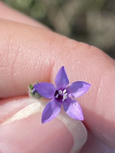 Nevin's gilia (Gilia nevinii)
