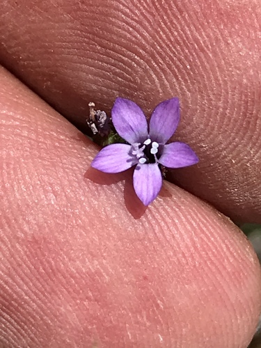 Nevin's gilia (Gilia nevinii)