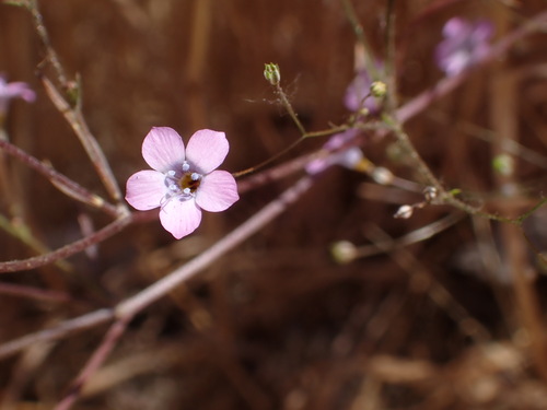 Volcanic gilia (Gilia ochroleuca)