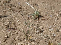 Volcanic gilia (Gilia ochroleuca)