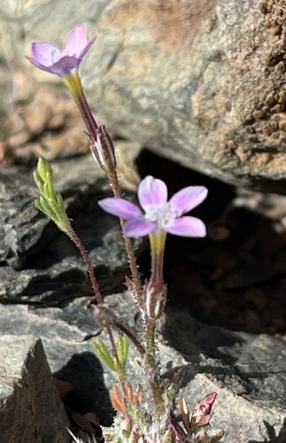Eyed gilia (Gilia ophthalmoides)