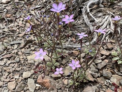 Eyed gilia (Gilia ophthalmoides)