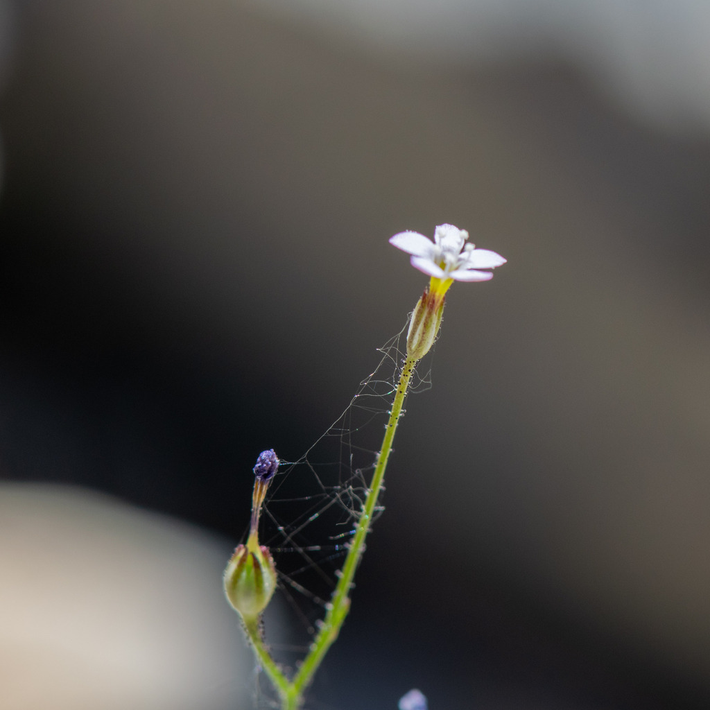 Eyed gilia (Gilia ophthalmoides)