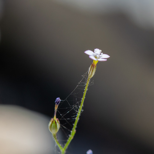 Eyed gilia (Gilia ophthalmoides)
