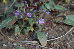 Salt gilia (Gilia salticola)