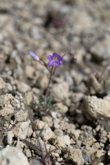 Salt gilia (Gilia salticola)