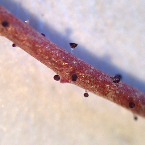 Salt gilia: Scientific Name: Gilia salticola Eastw. Common Name: Gilia Certainty: pretty sure ( notes ) Location: Colorado Plateau; Escalante; Hole-in-the-Rock Date: 200604