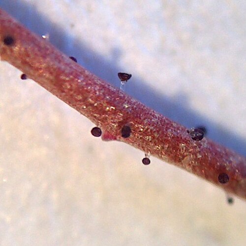 Salt gilia: Scientific Name: Gilia salticola Eastw. Common Name: Gilia Certainty: pretty sure ( notes ) Location: Colorado Plateau; Escalante; Hole-in-the-Rock Date: 200604
