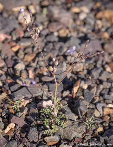 Salt gilia (Gilia salticola)