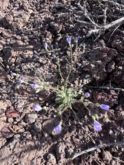 Salt gilia (Gilia salticola)