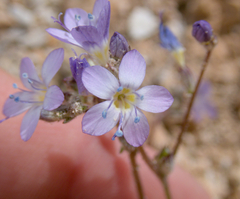 Salt gilia (Gilia salticola)