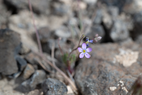 Salt gilia (Gilia salticola)