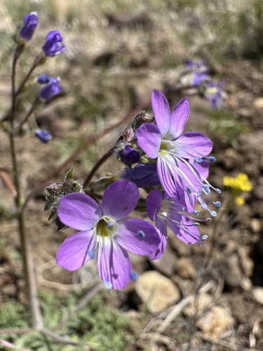 Salt gilia (Gilia salticola)
