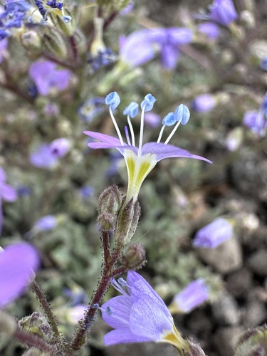 Salt gilia (Gilia salticola)