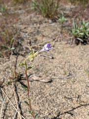 Rosy gilia (Gilia sinuata)
