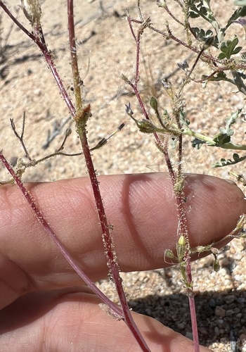 Rosy gilia (Gilia sinuata)