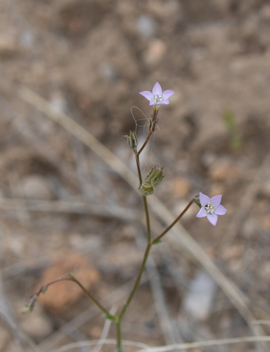 Rosy gilia (Gilia sinuata)