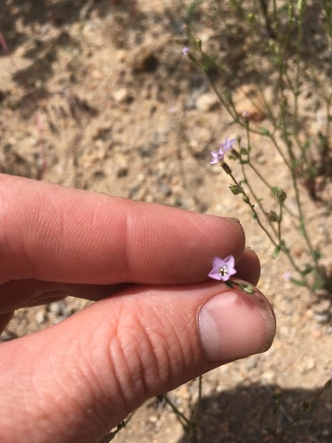 Rosy gilia (Gilia sinuata)
