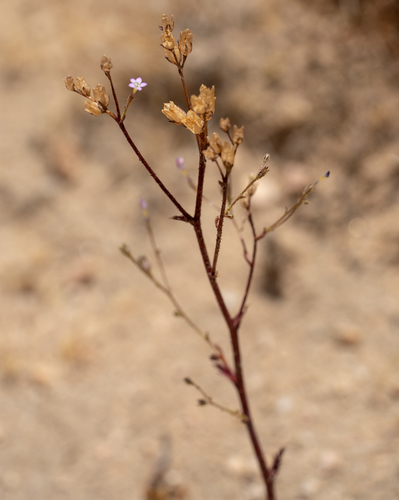 Rosy gilia (Gilia sinuata)