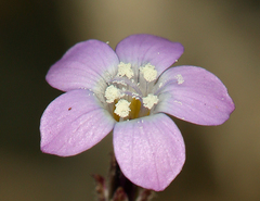 Rosy gilia (Gilia sinuata)