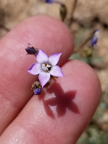 Rosy gilia (Gilia sinuata)