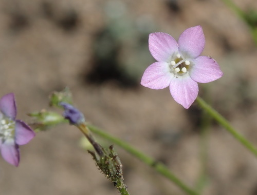 Rosy gilia (Gilia sinuata)